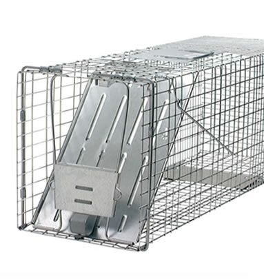 raccoon trap