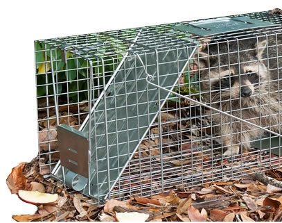 raccoon caught in a trap 