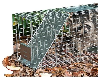raccoon caught in a trap