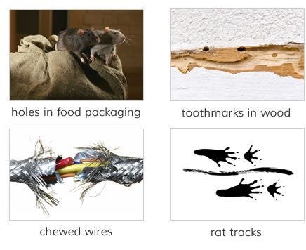 Rat Facts & Rat Information