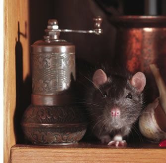 Rats: Facts about these thin-tailed, medium-size rodents