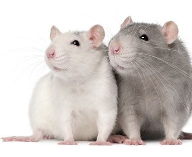 rats
