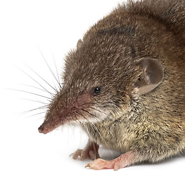 shrew facts