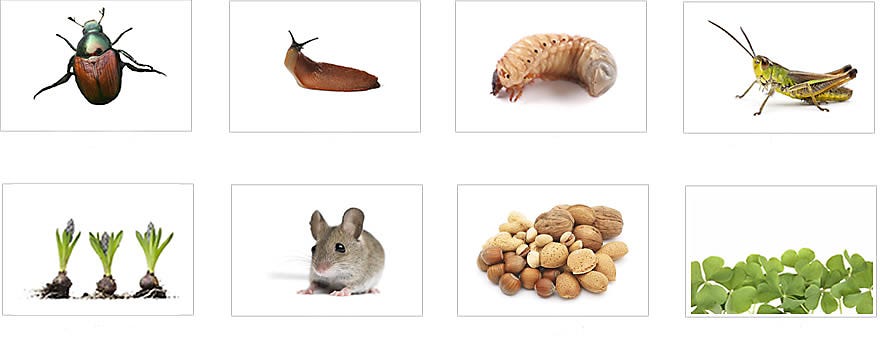 shrews diet
