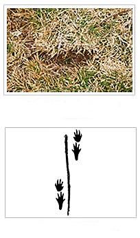 Identify shrew damage