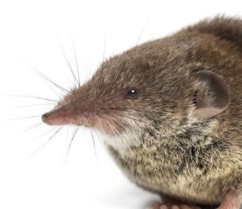 How to Trap Shrews | Shrew Trapping | Havahart® How To Trap Shrews | Shrew Trapping | Havahart®