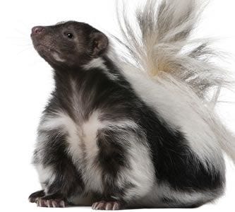 skunk