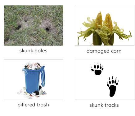 Identify skunk damage