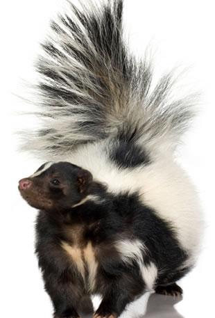 General skunk facts