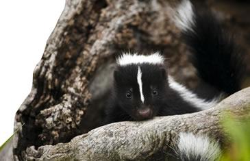 skunk habitat