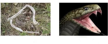 snake skin and snake bites