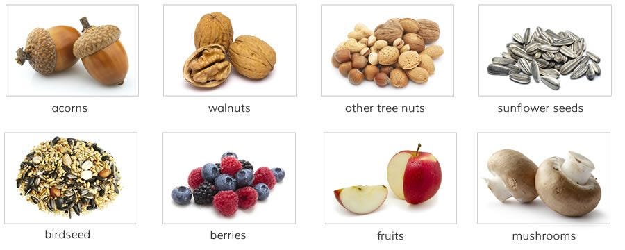 Facts About Squirrels Squirrel Facts Havahart facts-about-squirrels-squirrel-facts-havahart