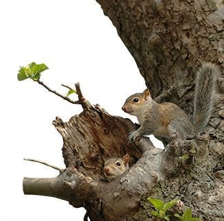 squirrel habitat