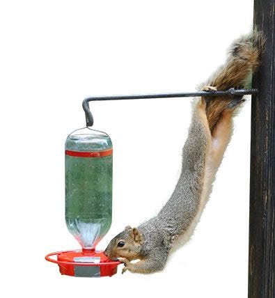 squirrel hanging in a feeder