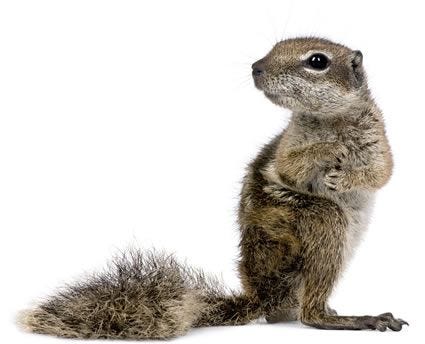 Get Rid of Squirrels in the Attic, Wall & Garden: 17 Useful Tips and Tricks  Here - Reolink Blog