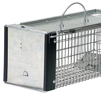 How to Trap Squirrels, Squirrel Trapping