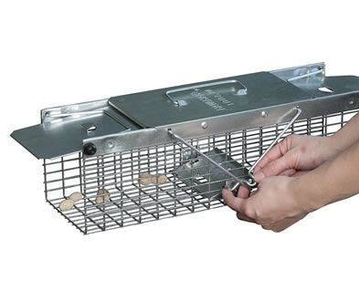 How to Trap Squirrels, Squirrel Trapping