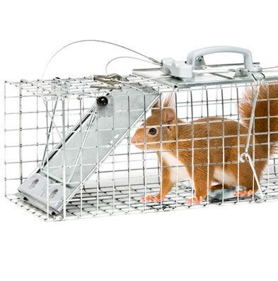squirrel caught in a trap 
