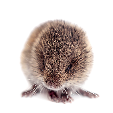 garden cleanup: targeting mice and voles - A Way To Garden