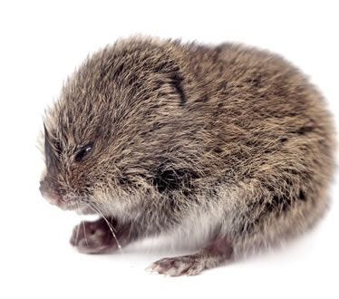 vole