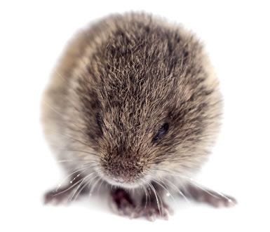 Vole facts