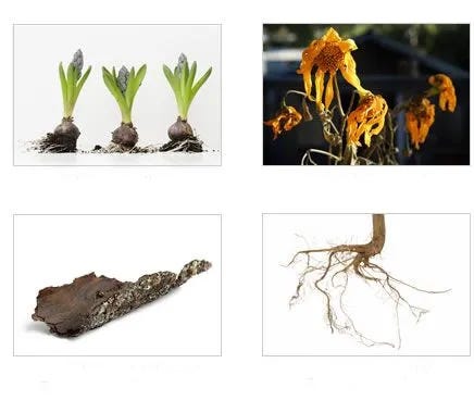 Identify vole damage