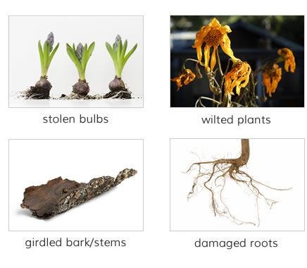 Identify vole damage