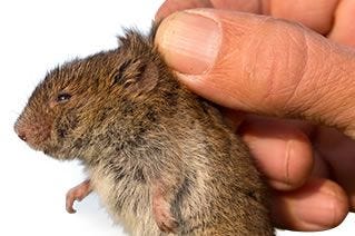 How to Trap Voles, Vole Trapping