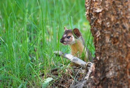 weasel habitat