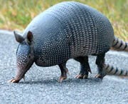 Armadillos