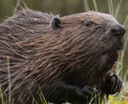 Beavers