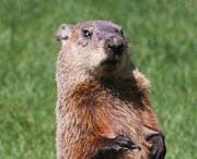 Groundhogs