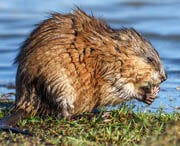 Muskrats