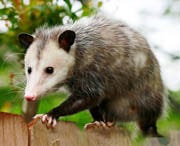 Opossums