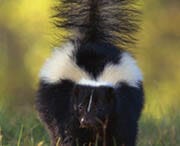 Skunks