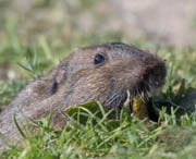 Voles