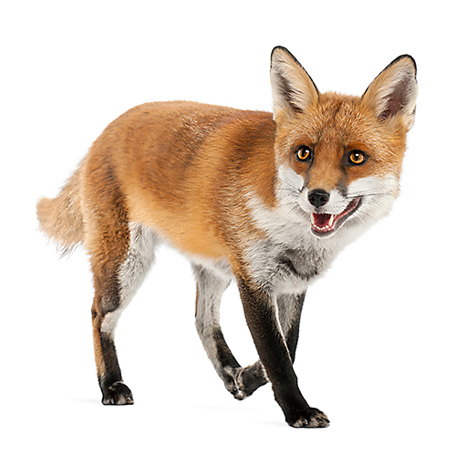 Foxes are notorious backyard nuisances