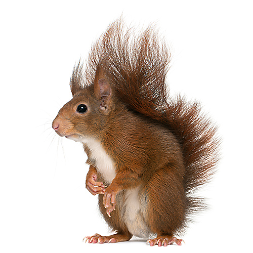 Squirrels are notorious yard nuisance animals