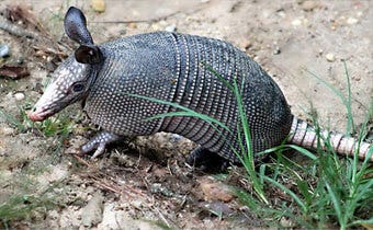 What you need to know about leprosy & armadillo control
