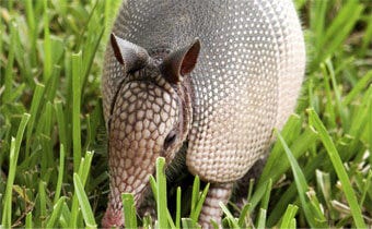 Choosing the best method to get rid of armadillos