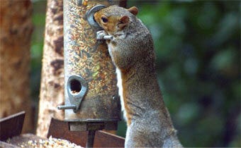 Attract birds not squirrels!