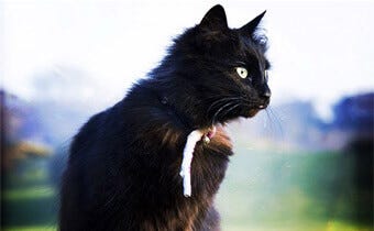 How to keep cats out of your garden