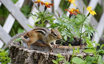 Effectively get rid of chipmunks with proper baiting and trapping