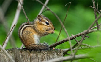 Interesting chipmunk facts