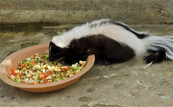 The dangers of feeding raccoons & skunks
