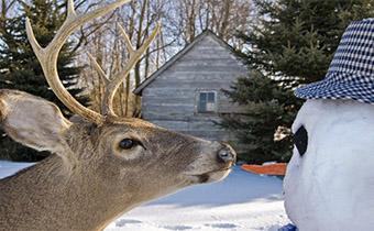 17 solutions to keep deer off your property