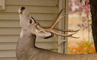 Deer repellent tips from homeowners
