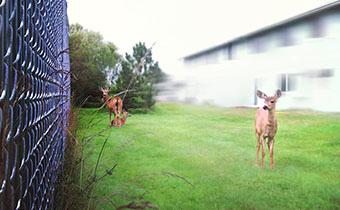 Deer resistant plants