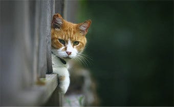 How to deter stray cats