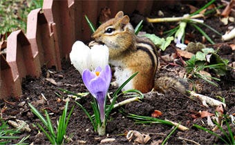 How to get rid of chipmunks in your garden
